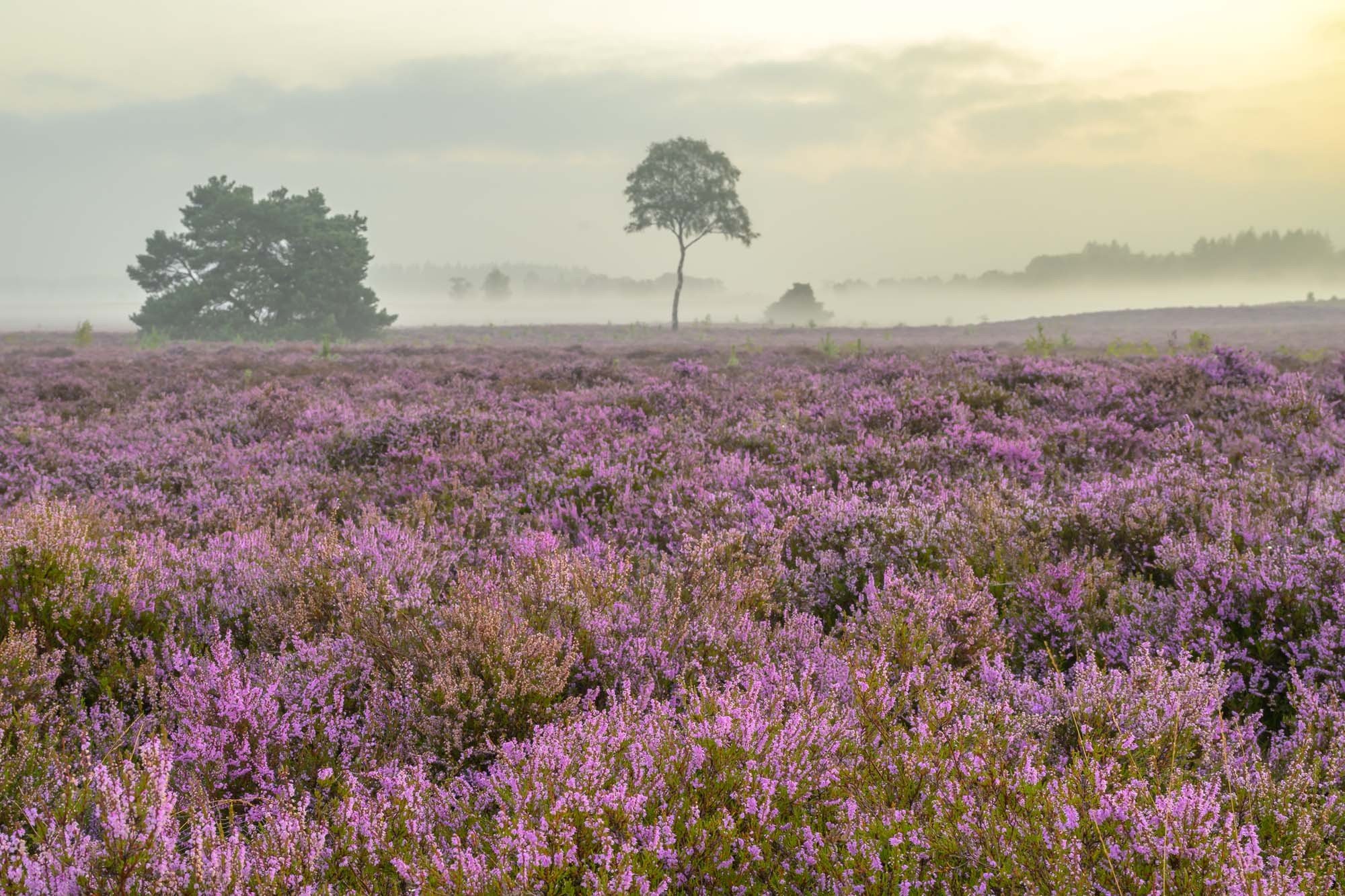 Heide in bloei op de veluwe