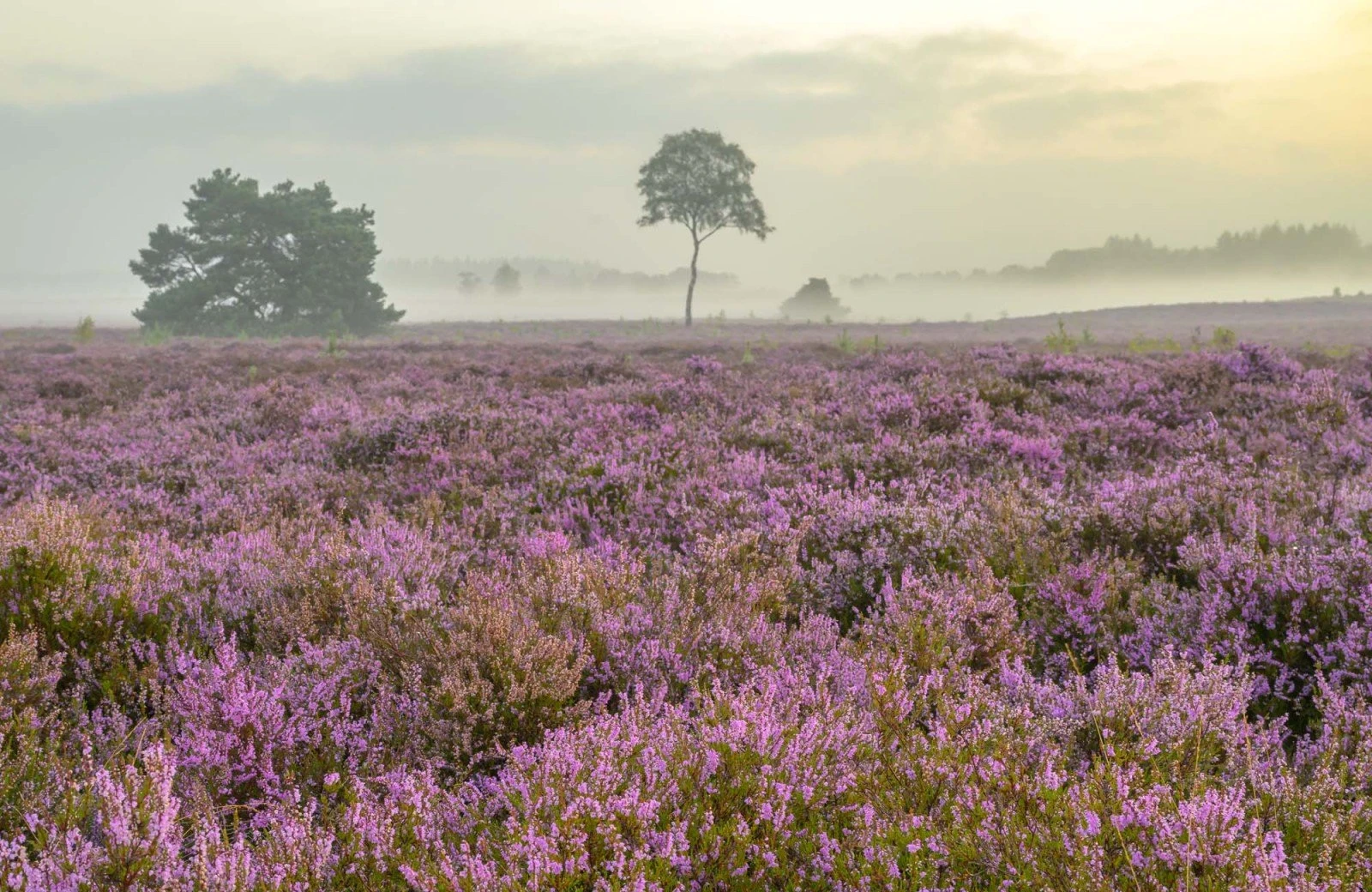 Heide in bloei op de veluwe